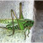 Decticus verrucivorus