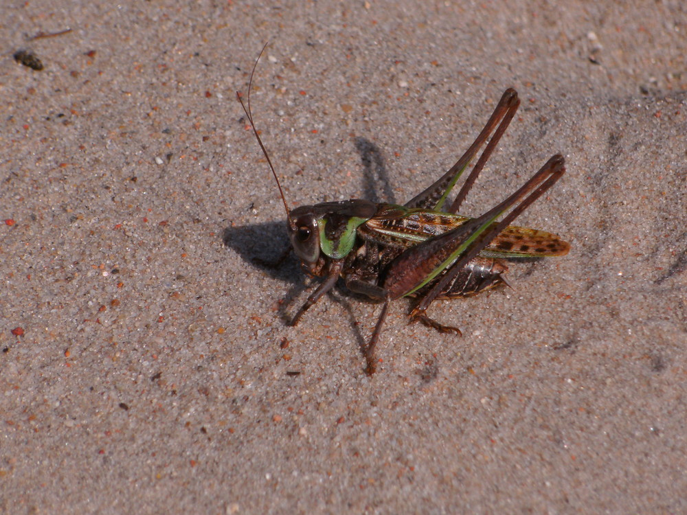 Decticus verrucivorus ... der Warzenbeißer