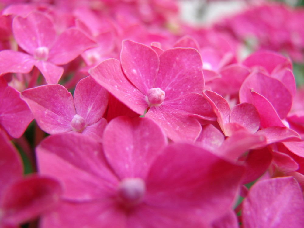 Dédicace à ma fille (qui adore le rose)