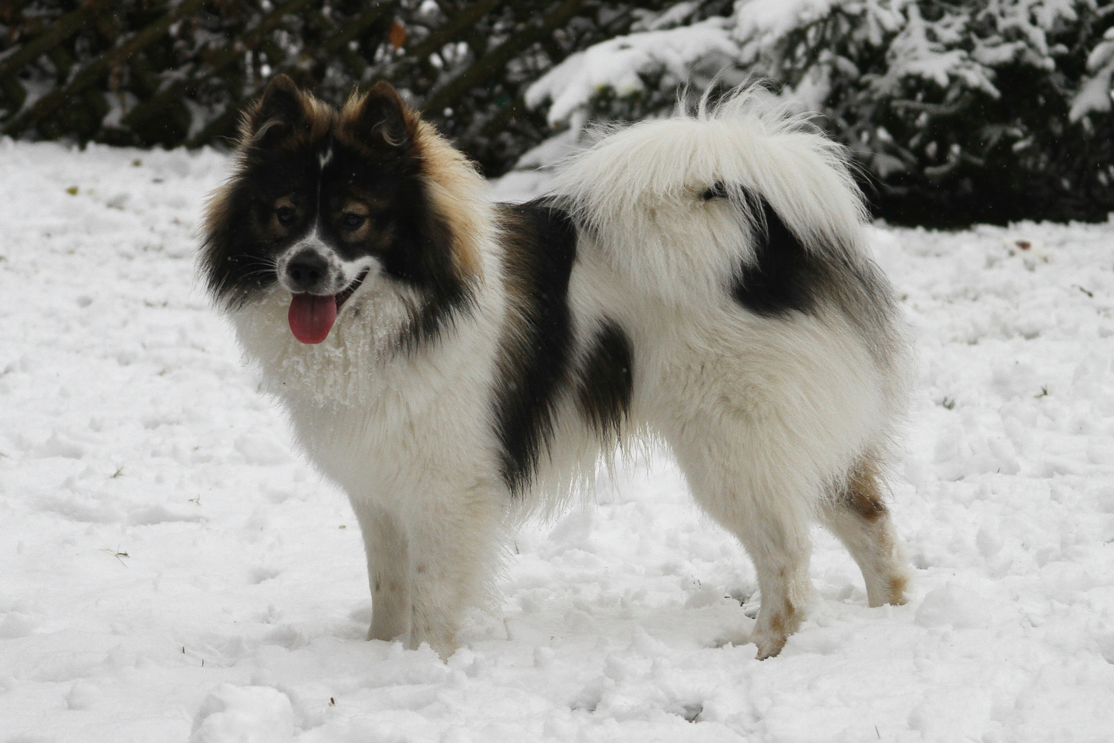 Dee Jay erstmals im Schnee!