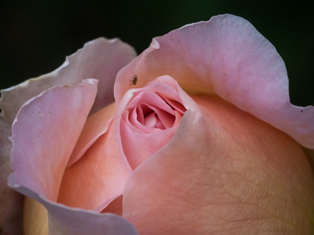 Lieblingsrose von gemsi