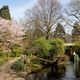 Leverkusen - Bayers Japanischer Garten, beginnende Blte