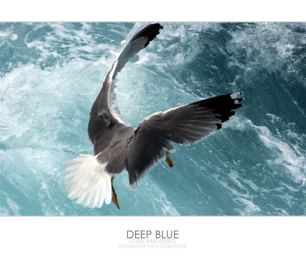 Deep Blue