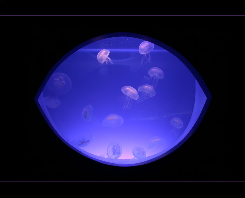 deep blue Quallarium