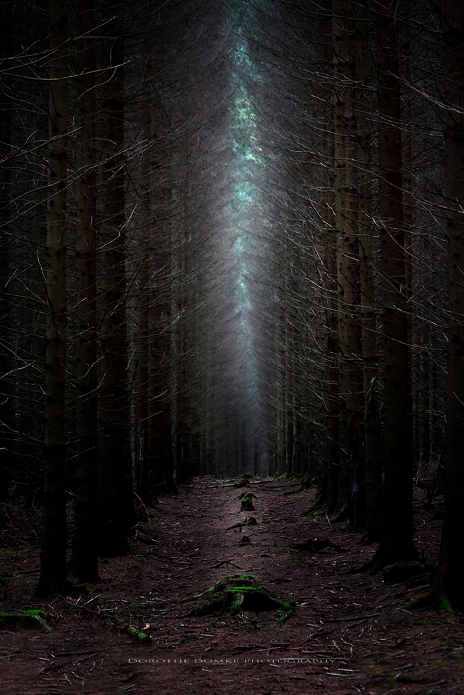 deep deep forest