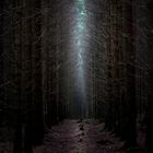 deep deep forest