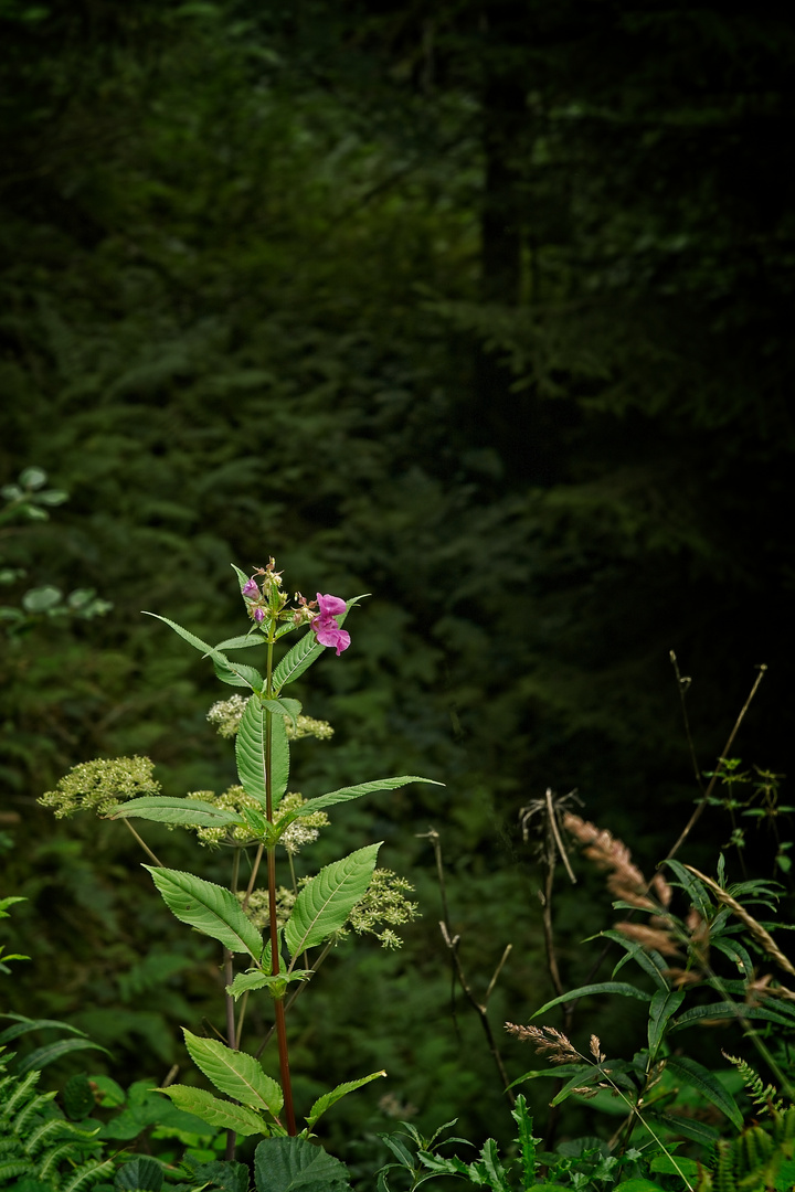 Deep Dive into the Forest