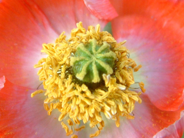 deep diving poppy addiction