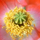 deep diving poppy addiction