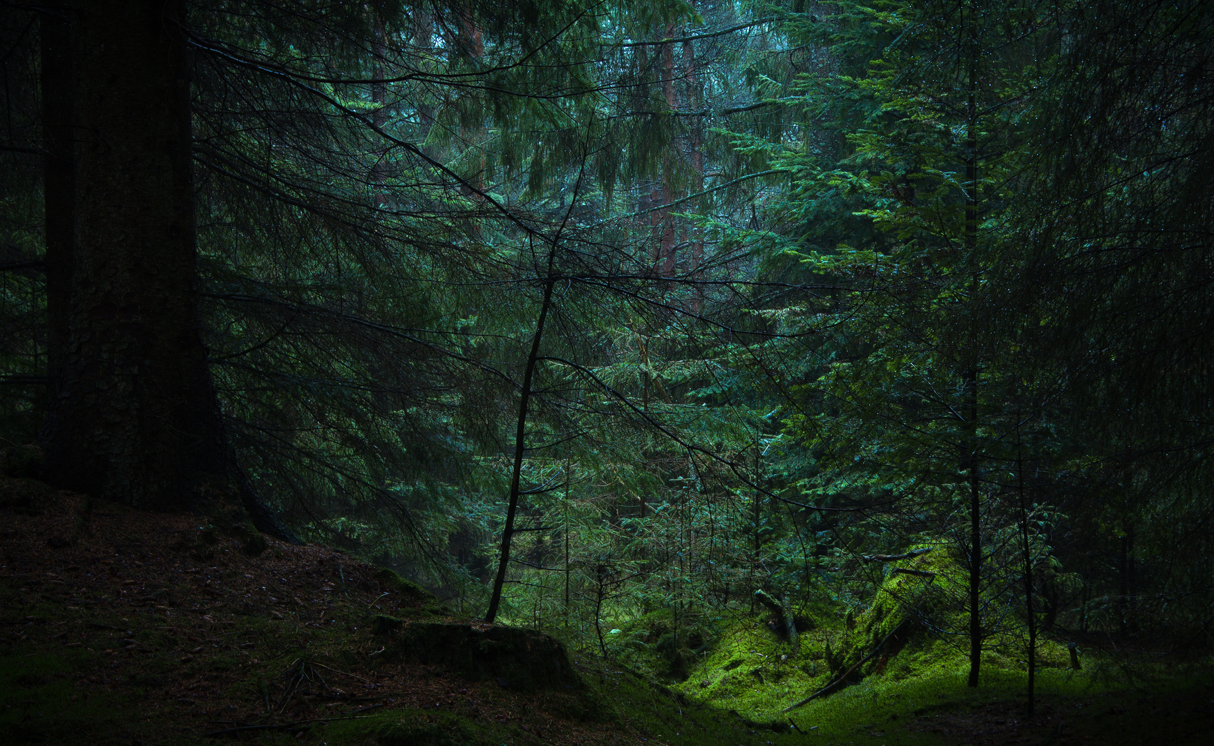 deep forest