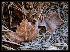 Deep frozen autumn leaves