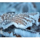 deep frozen leaf