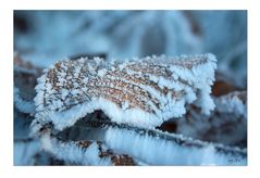 deep frozen leaf