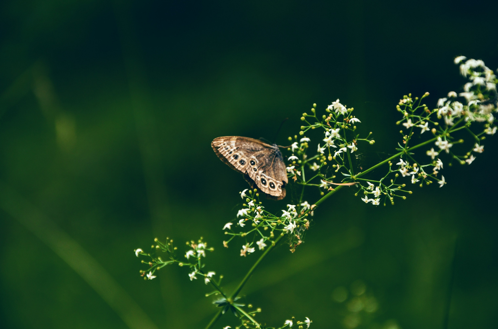 deep green