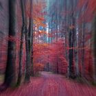 Deep In Pink Forest