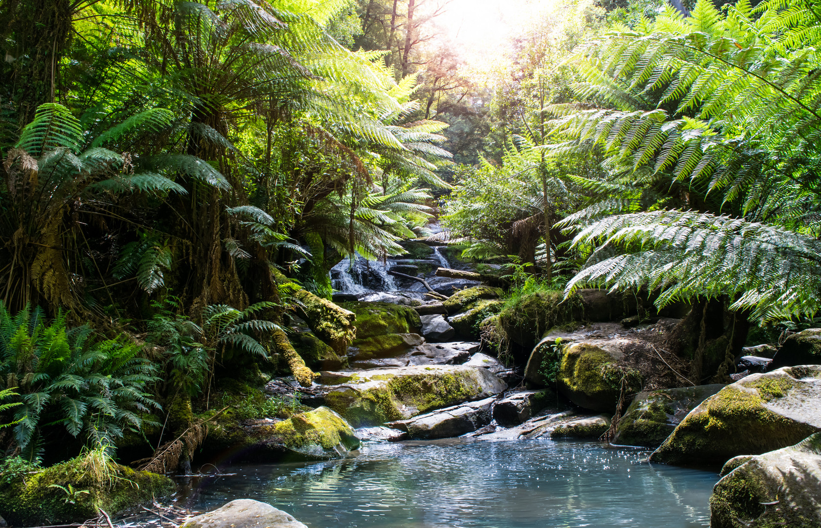 deep in the great otway national park