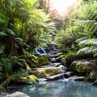 deep in the great otway national park