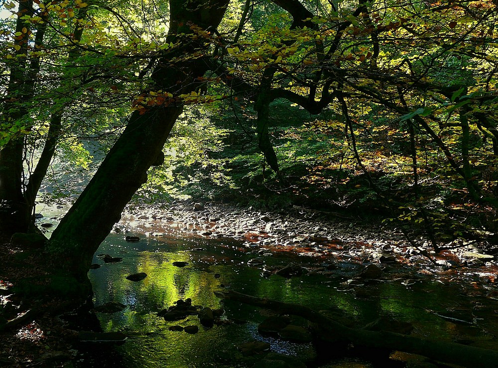 Deep in the heart of the forest