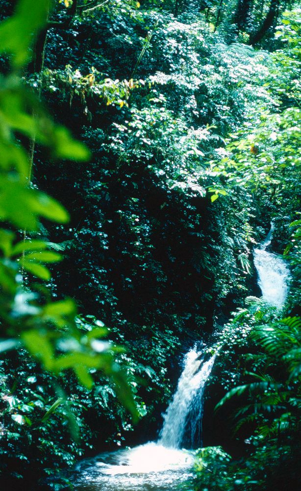 Deep in the Rainforest - NO way..., Costa Rica