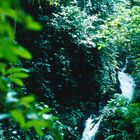 Deep in the Rainforest - NO way..., Costa Rica