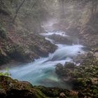 Deep in the Slovenian forest