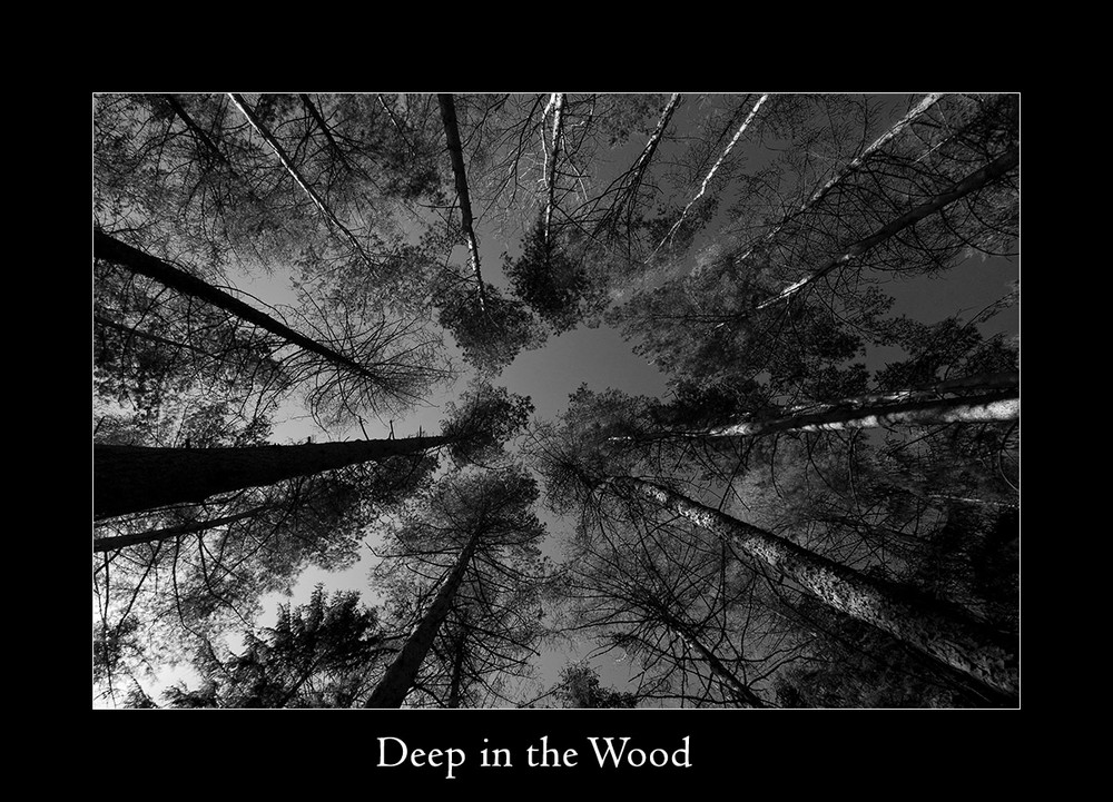 deep in the wood