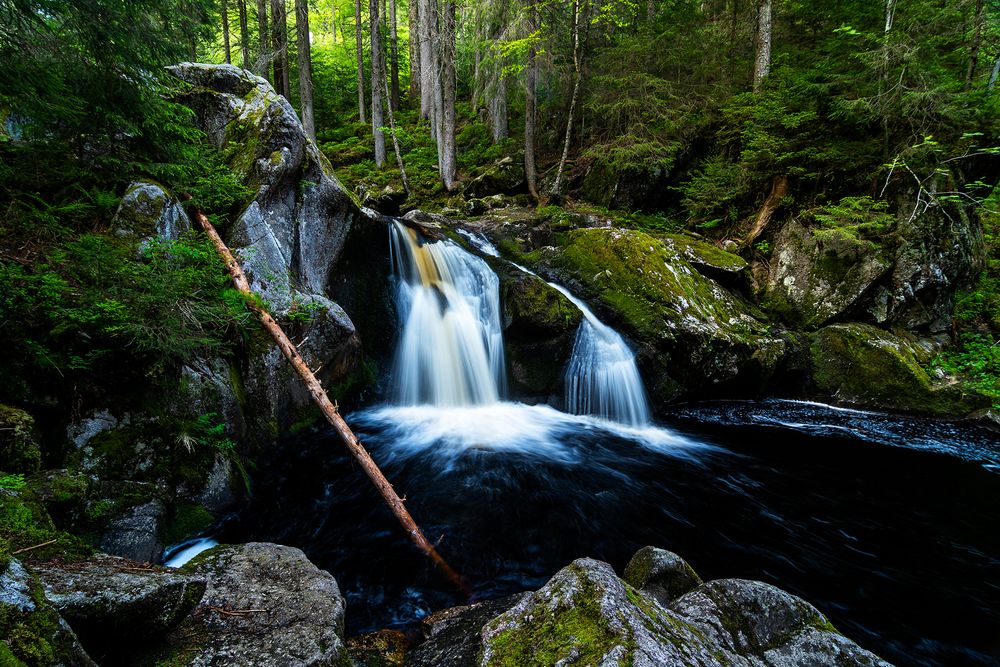 deep inside the forest