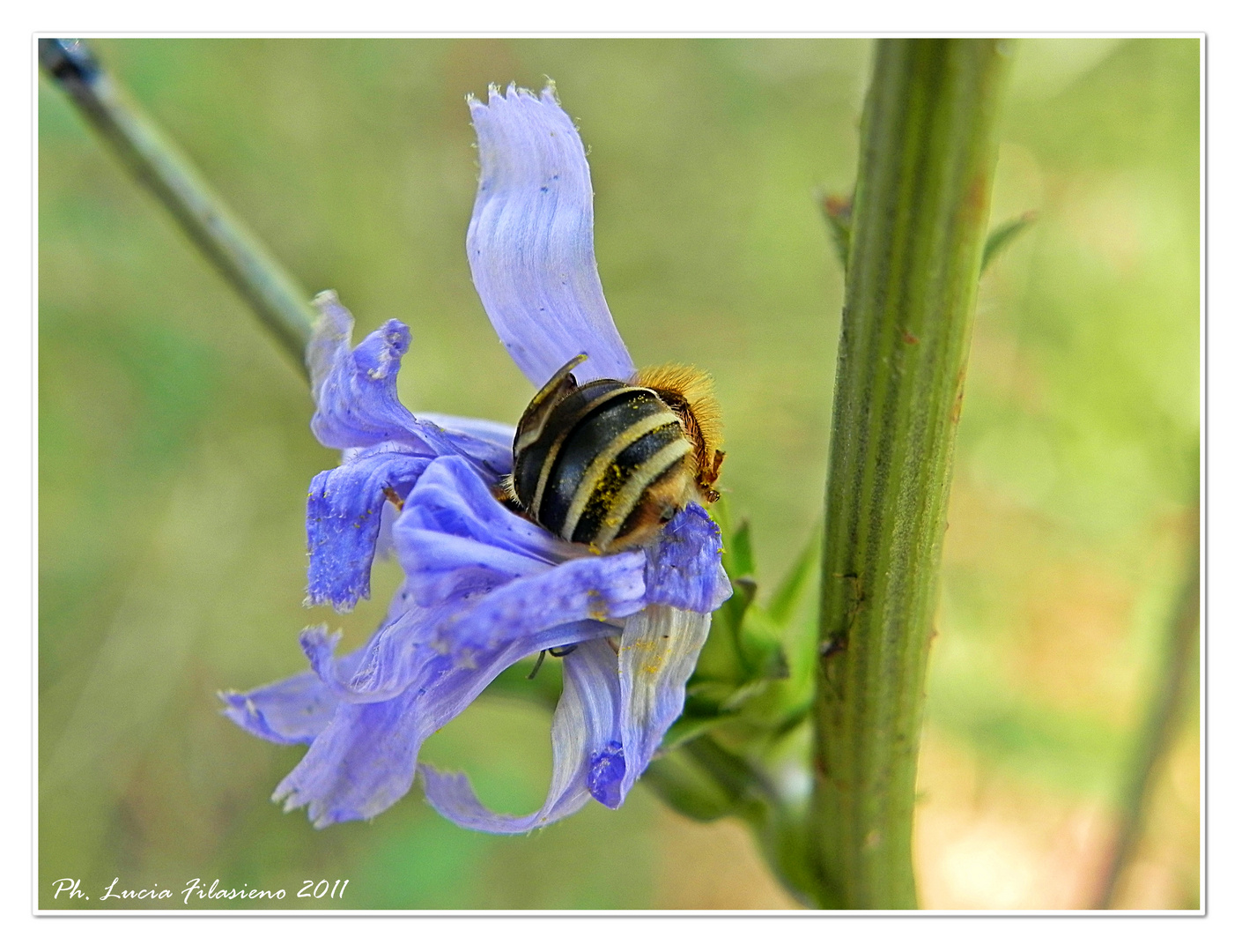 Deep into the flower