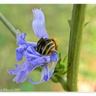 Deep into the flower