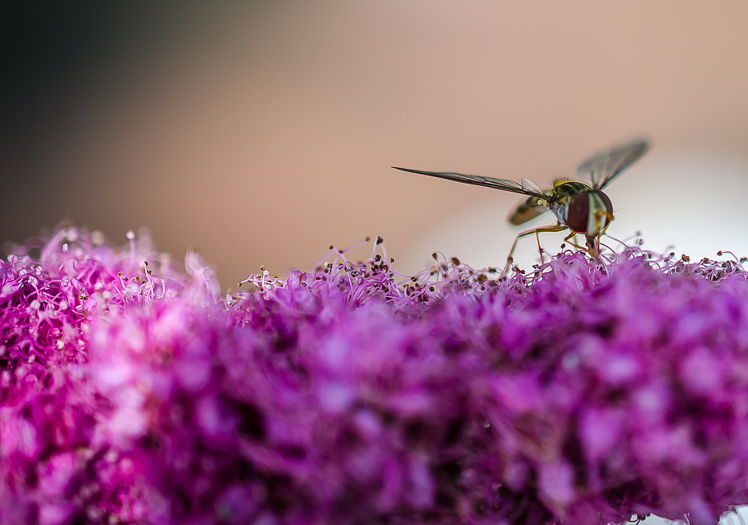 Deep Purple