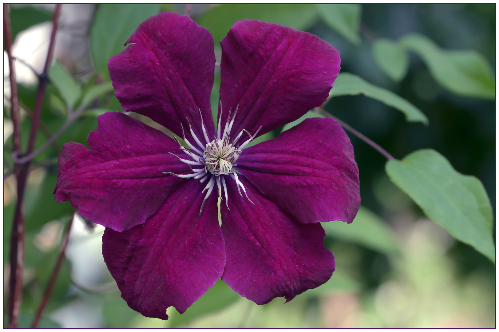 Deep Purple Flower
