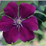 Deep Purple Flower