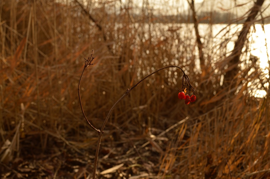 Deep Red