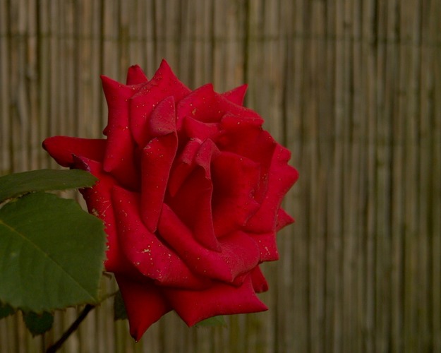 deep red rose