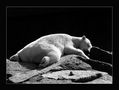 Deep Sleeping Icebear von Stefan Schönbaumsfeld