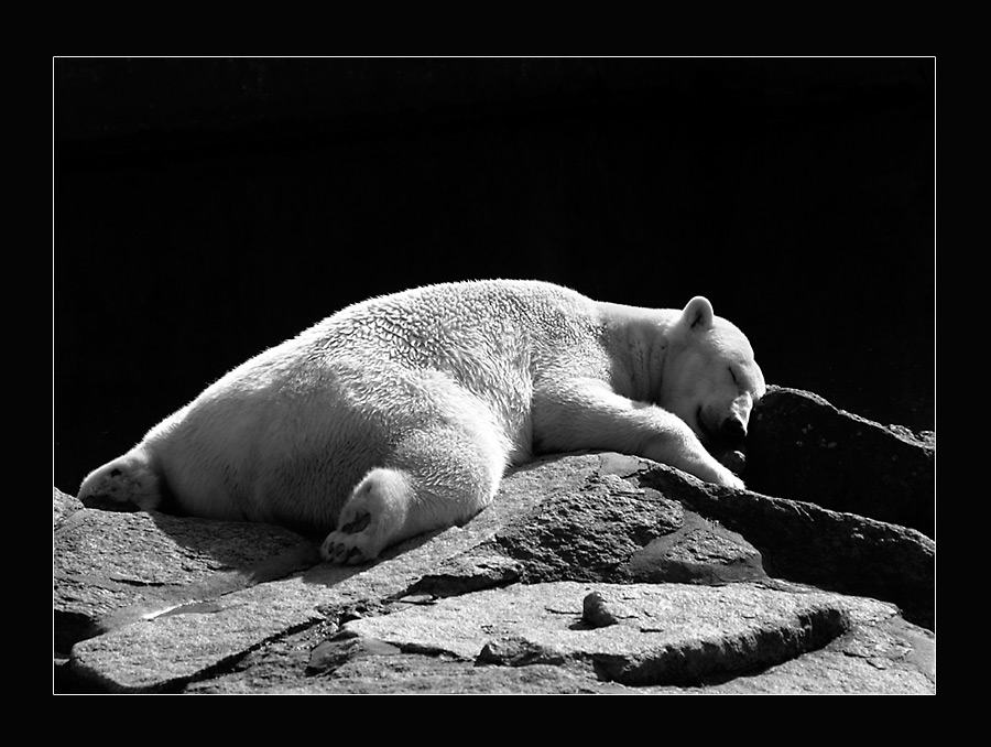 Deep Sleeping Icebear von Stefan Schönbaumsfeld