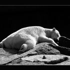 Deep Sleeping Icebear