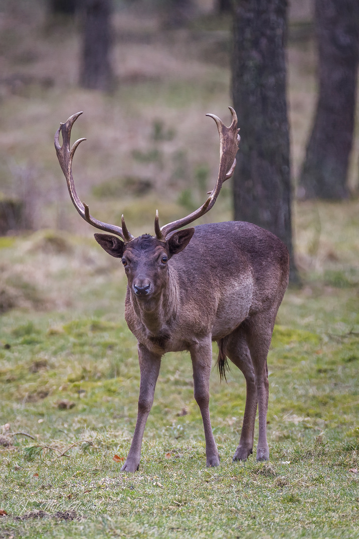 Deep thinking deer