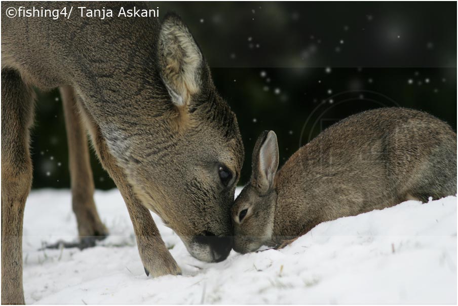 Deer and rabbit