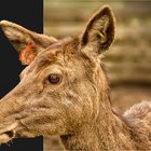 Deer at Beecraigs