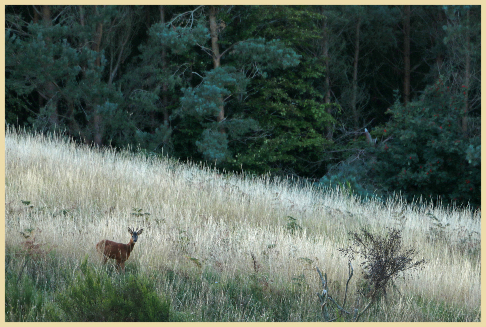 deer at crookhouse