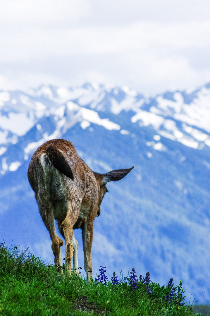 Deer at Hurricane Ridge