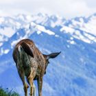 Deer at Hurricane Ridge