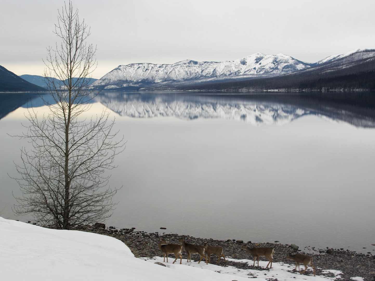 Deer at Lake McDonald