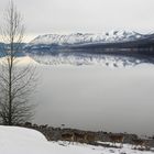 Deer at Lake McDonald