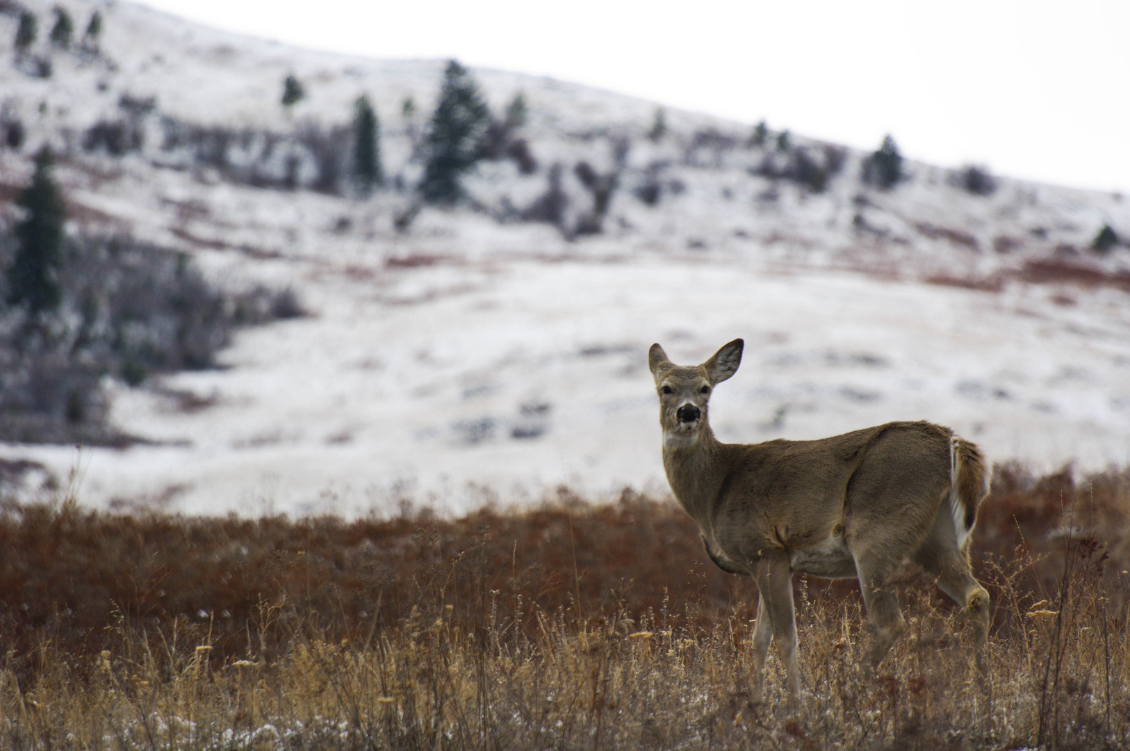 Deer at National Bison Range