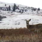 Deer at National Bison Range