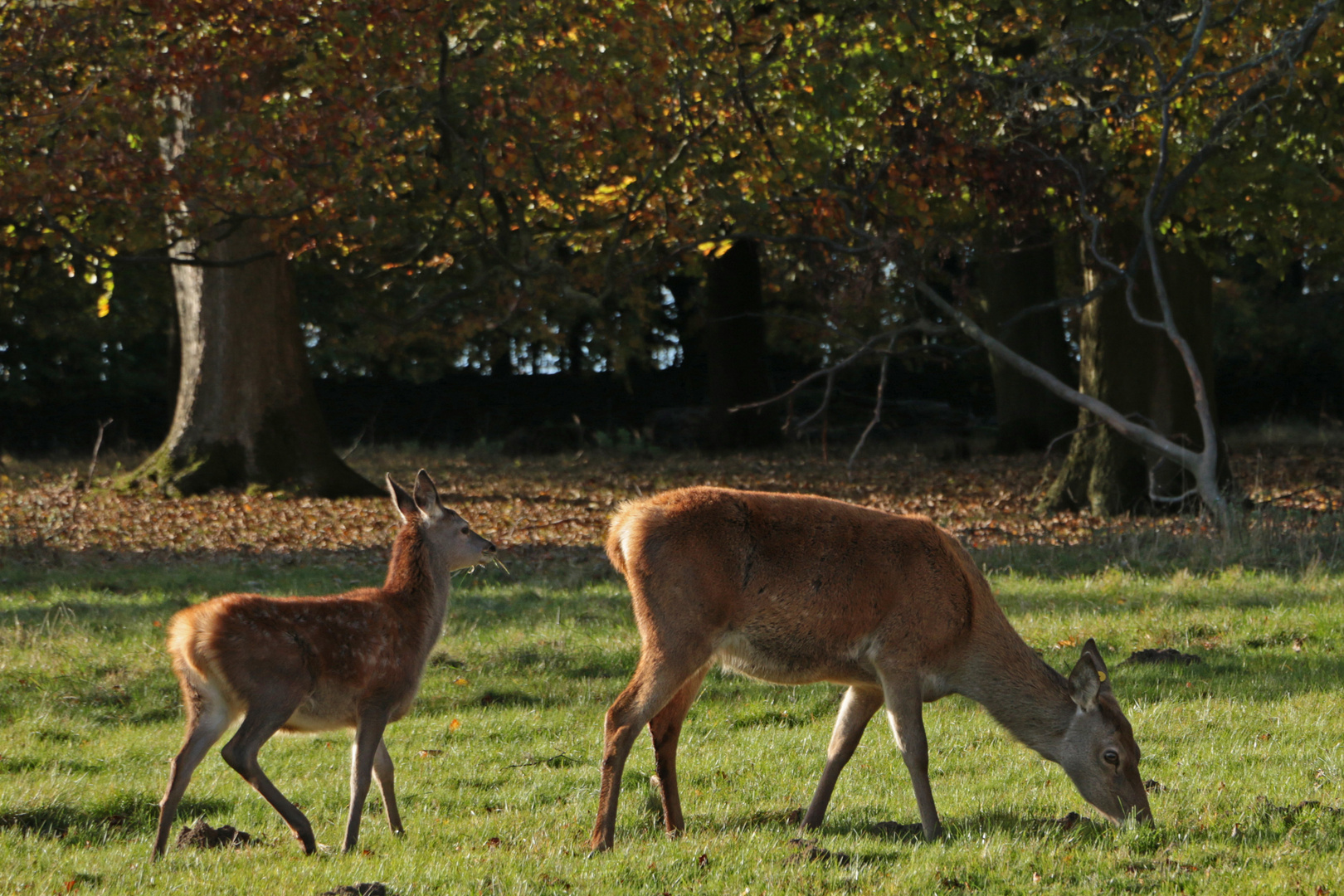 deer at studley royal 10