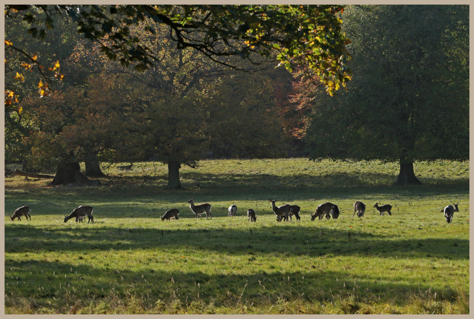 deer at studley royal 6