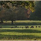 deer at studley royal 6